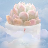 风莲的头像