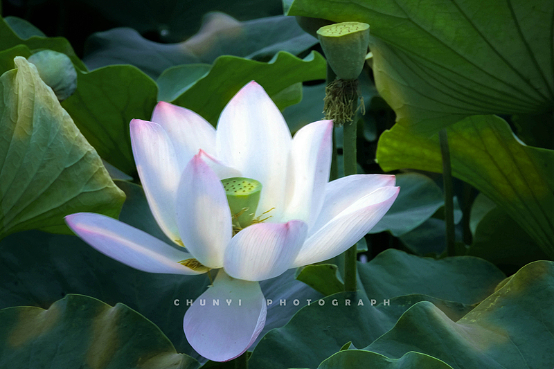 【2023年 / 第15年拍荷 / 荷有四季，常乐我净】（图ZMzYxMzc2MDQ4） - 时尚/艺术摄影 - 站酷设计师Chunyi纯一原创素材 - 站酷ZCOOL