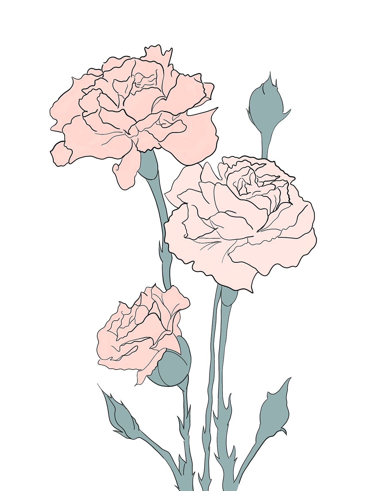 母亲节的康乃馨