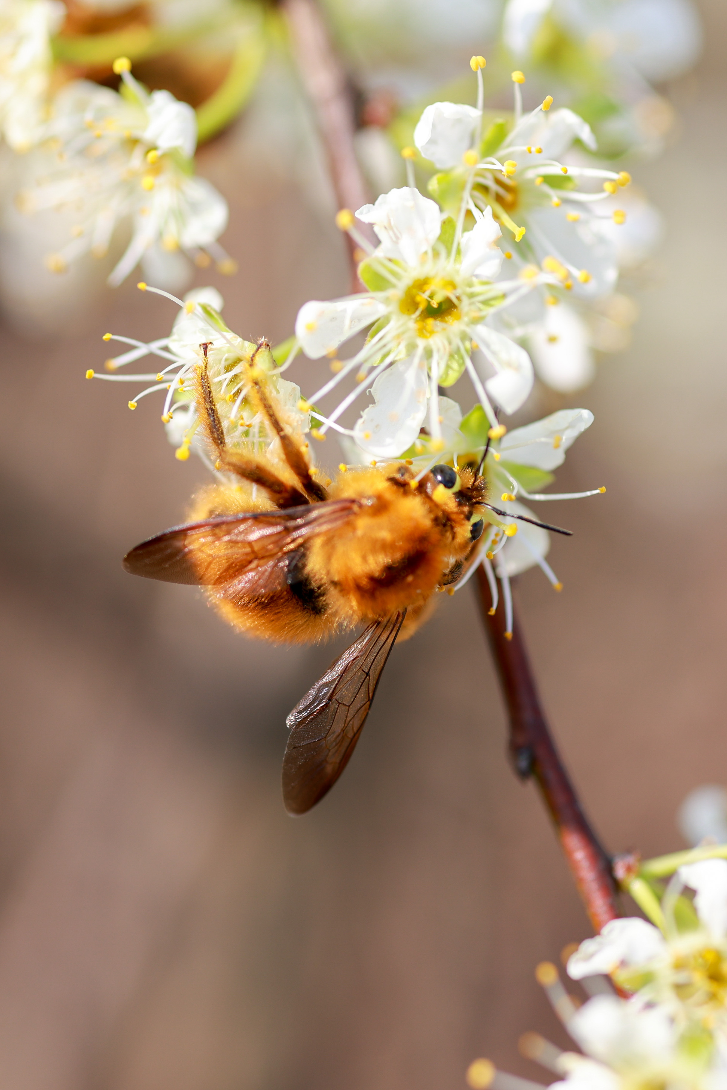 肥嘟嘟毛茸茸的蜜蜂与李花
