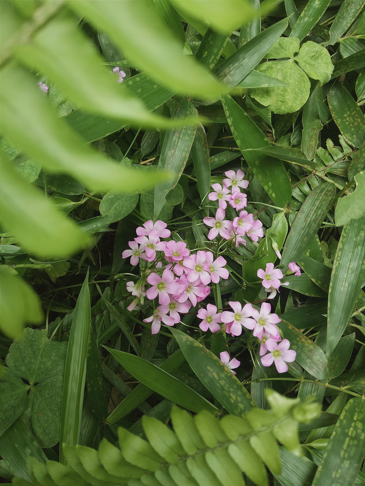 瞎拍瞎排的小美好