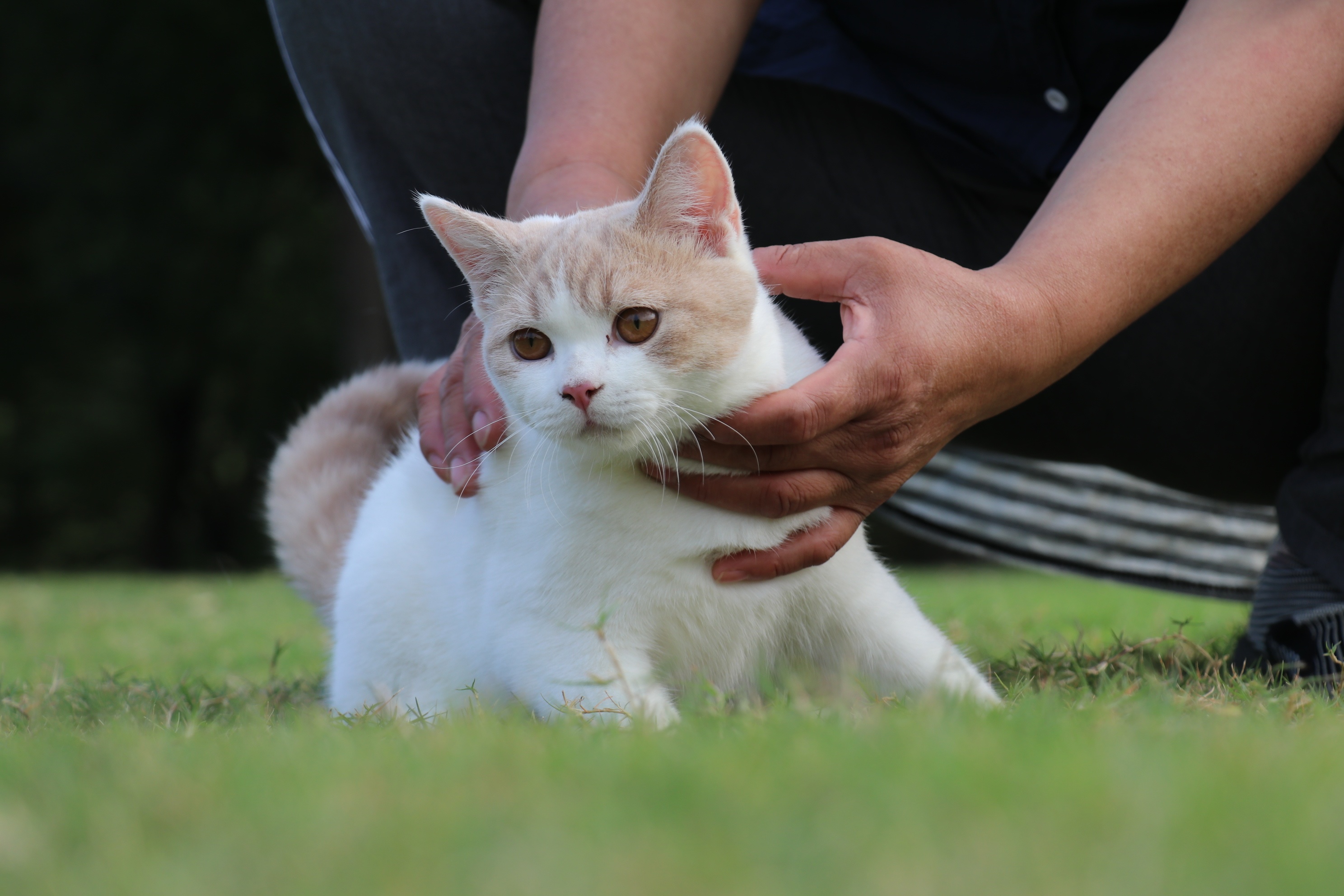 0505英短乳白梵公85day1.87kg-147day3.09kg