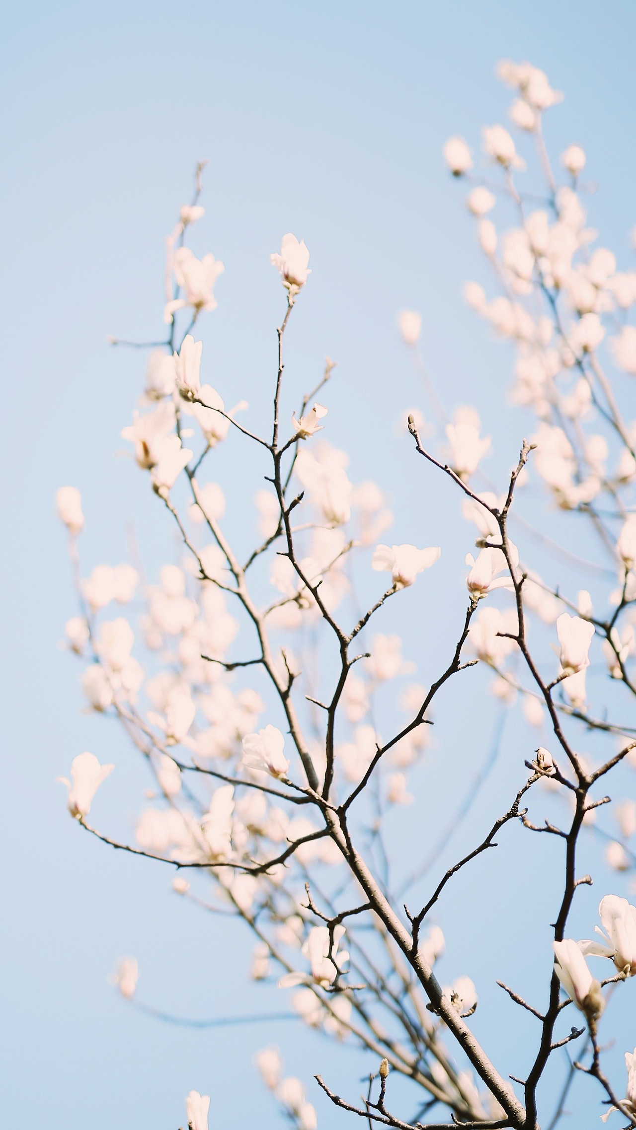 早春的痕跡??（圖ZMjQzOTg0NDc2） - 風(fēng)光攝影 - 站酷設(shè)計(jì)師Z自由女神原創(chuàng)素材 - 站酷ZCOOL