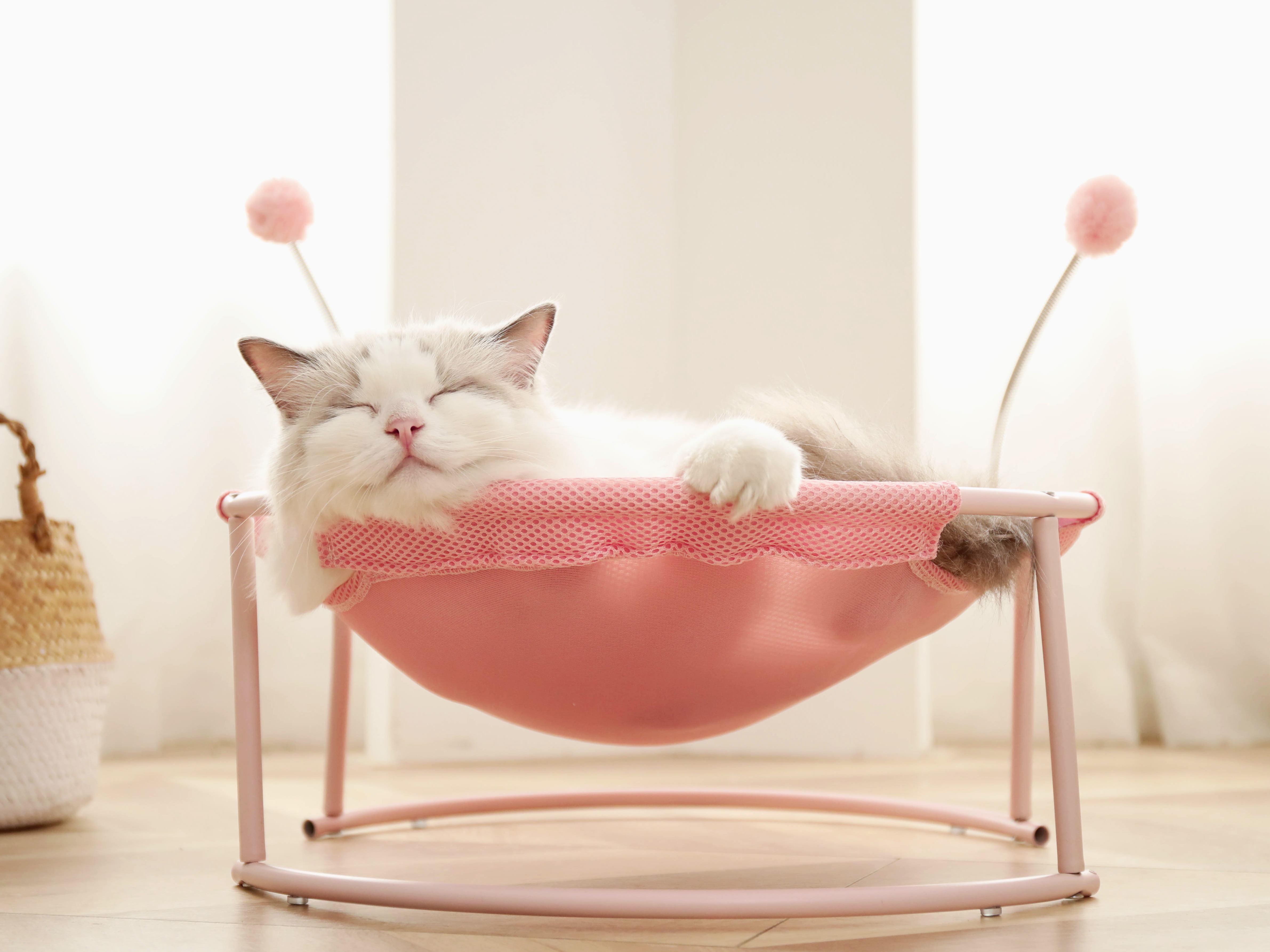 舒适而温暖的MYZOO猫床，猫咪的专属太空舱！ - 普象网