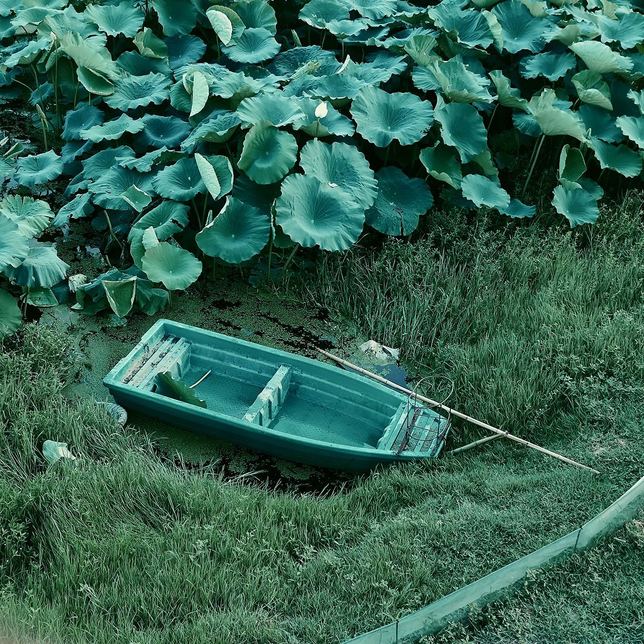 荷塘荷叶乡村绿色（图ZMzE5NzczOTgw） - 风光摄影 - 站酷设计师Z043648243原创素材 - 站酷ZCOOL