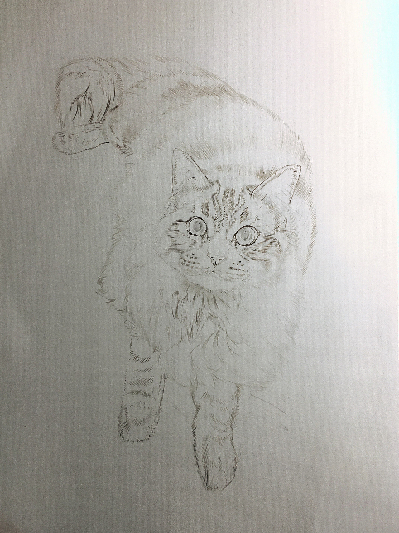 彩铅布偶猫