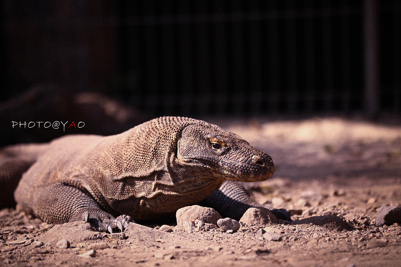 科莫多岛游记（图ZMTk2MzkwNjUy） - 人文/纪实摄影 - 站酷设计师海默小天使原创素材 - 站酷ZCOOL