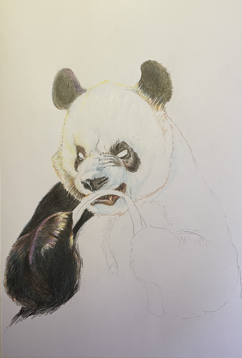 跟竹子较劲的萌二