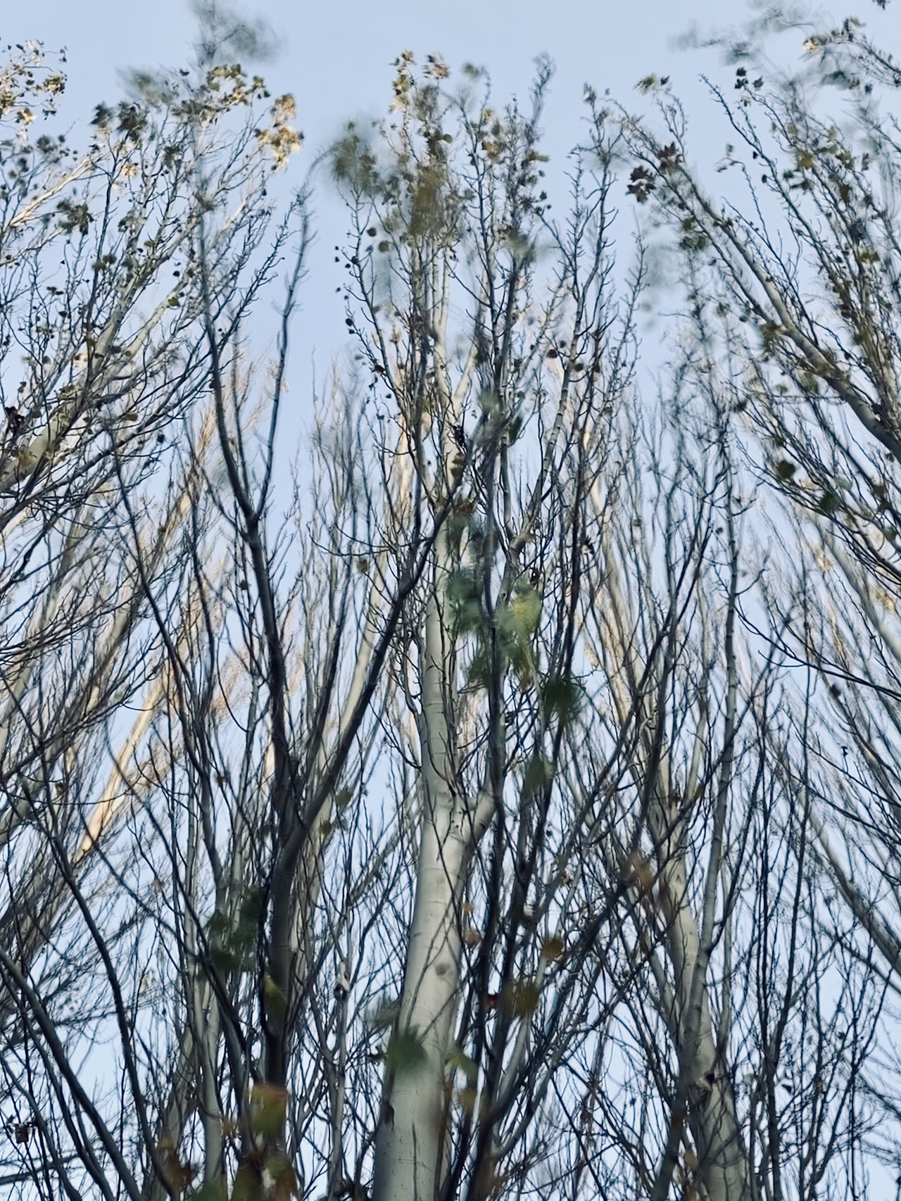 塞上绿洲,美丽朔州