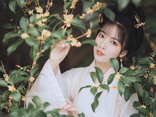 桂花酿