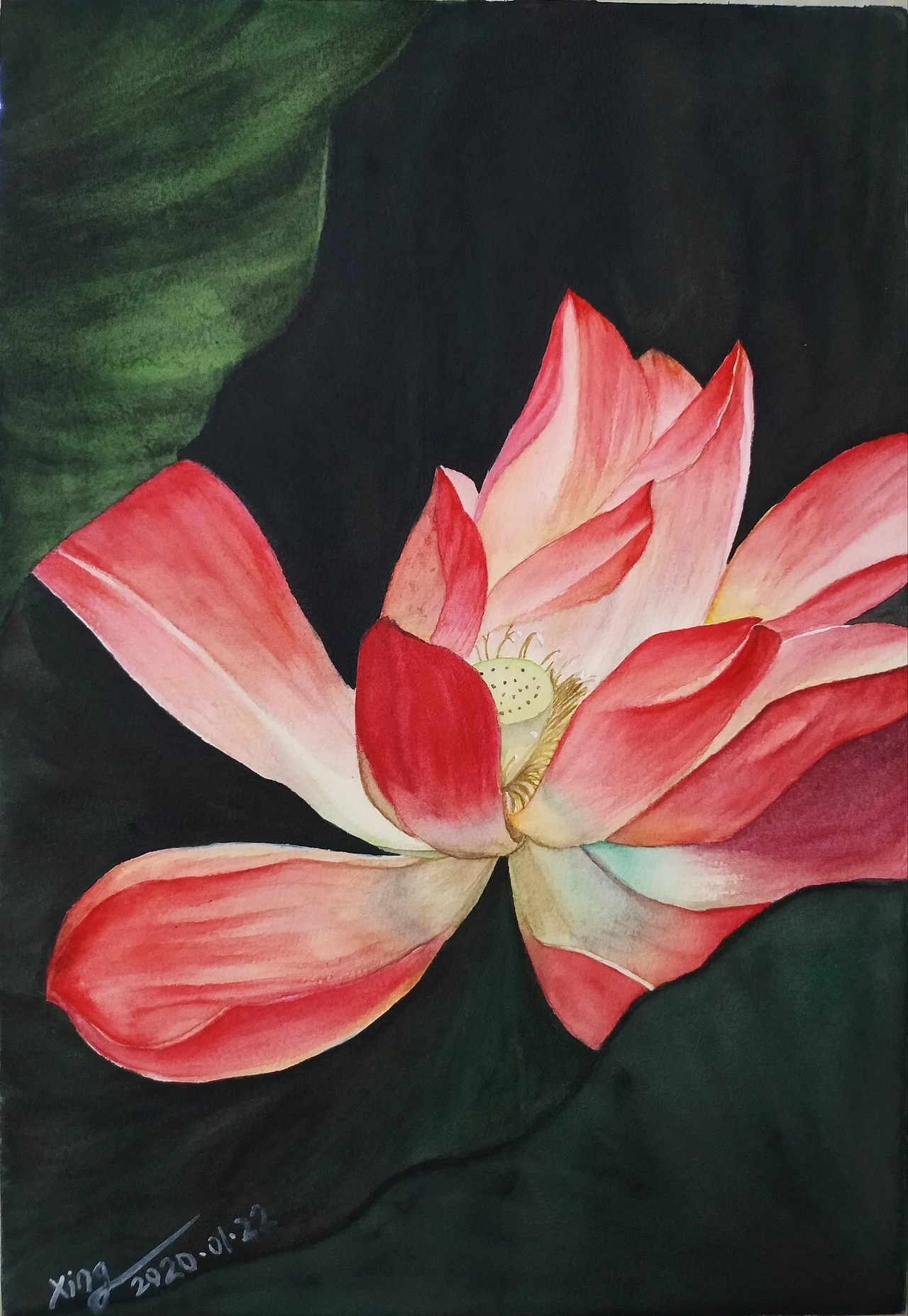 荷花水彩系列之妖艳