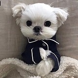 GJQing的头像