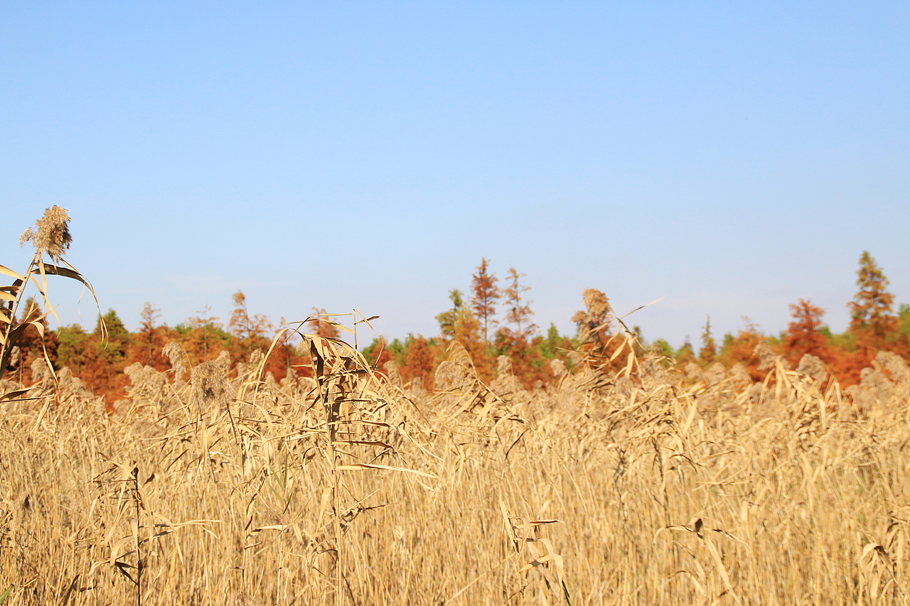 崇明西沙湿地（图ZNjUyODAzOTY=） - 风光摄影 - 站酷设计师1174337661原创素材 - 站酷ZCOOL