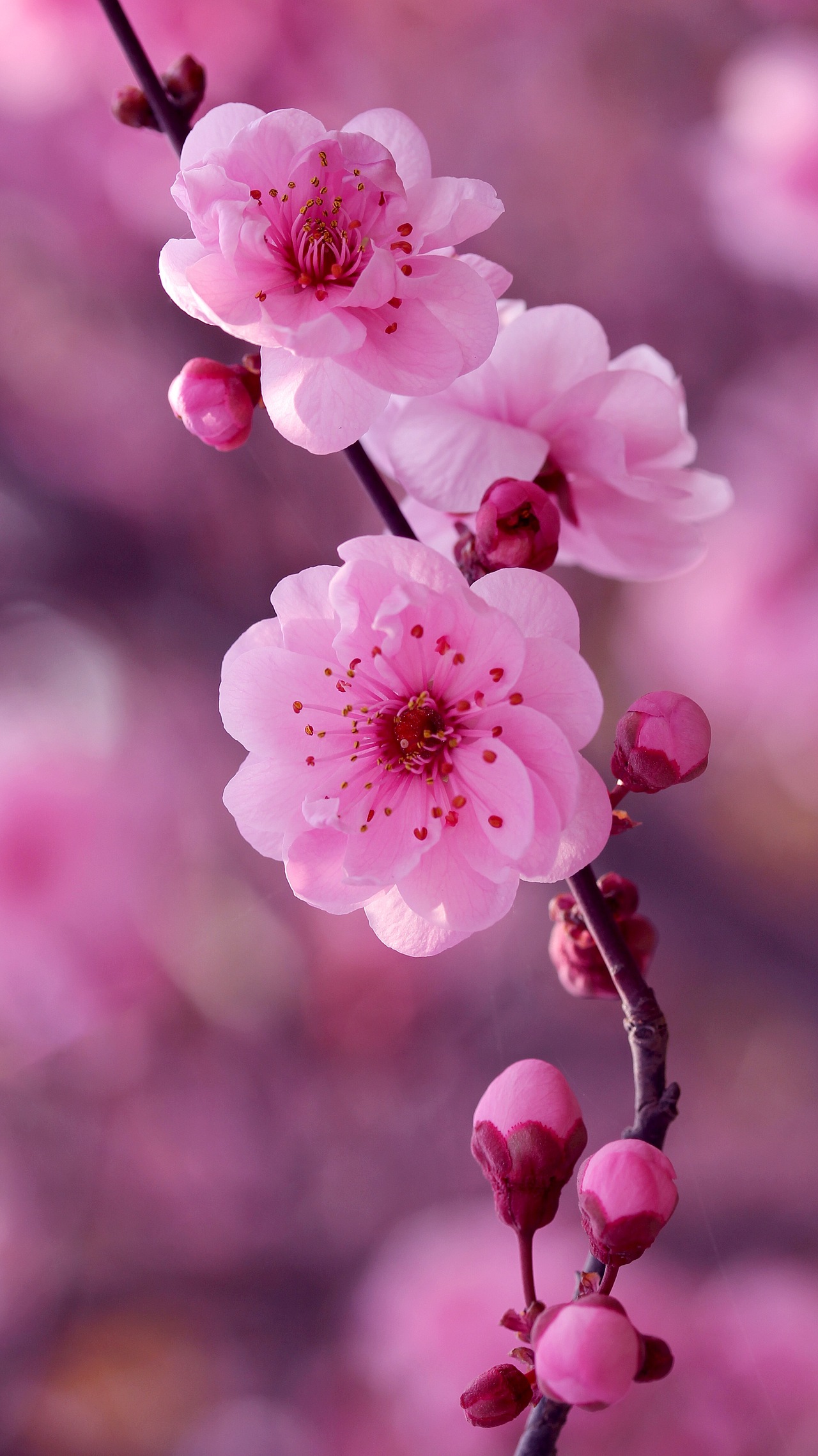 桃花|摄影|风光摄影|景致唯美_原创作品-站酷(zcool)