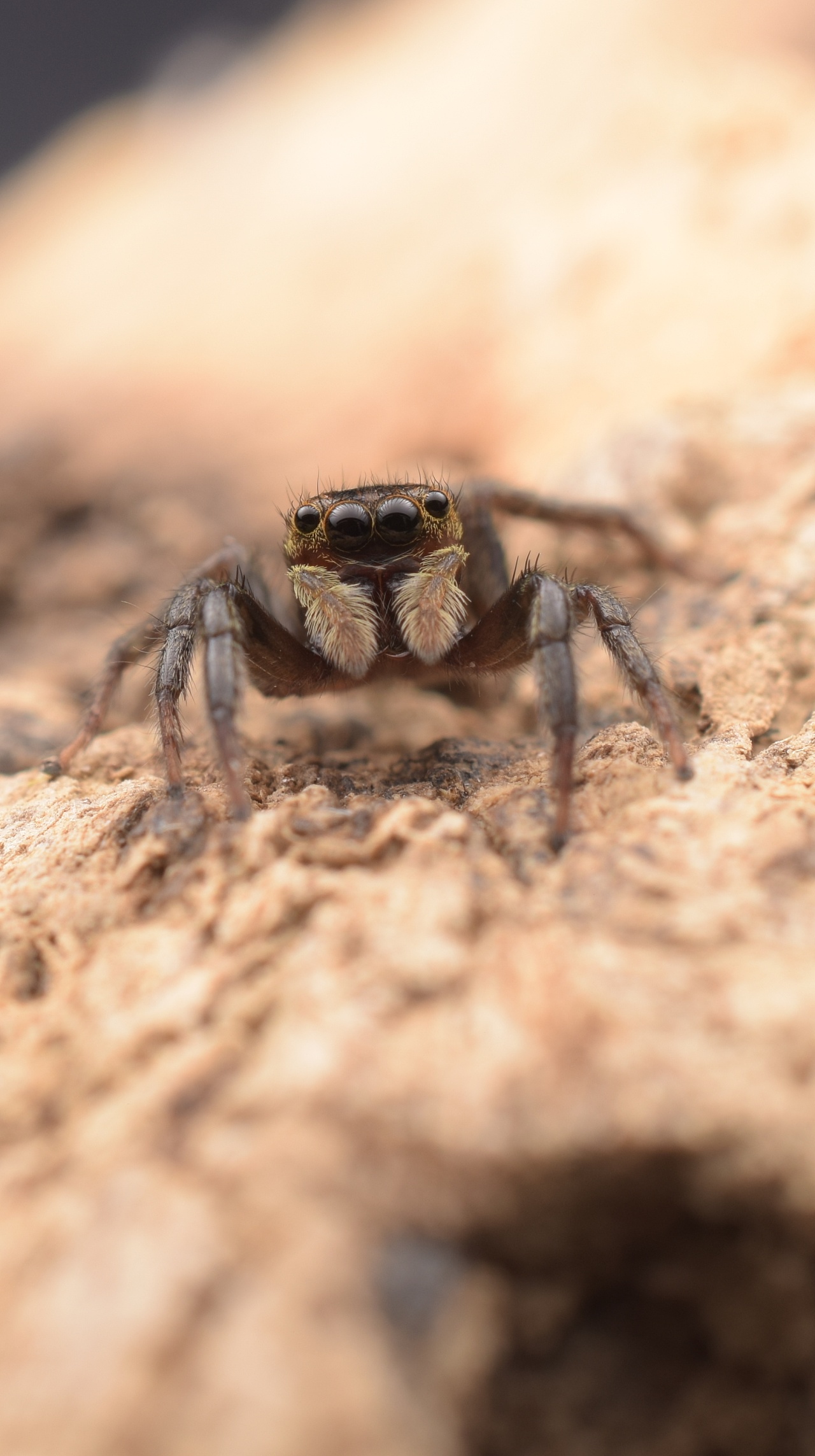 小跳蛛_花蛤沙蛛