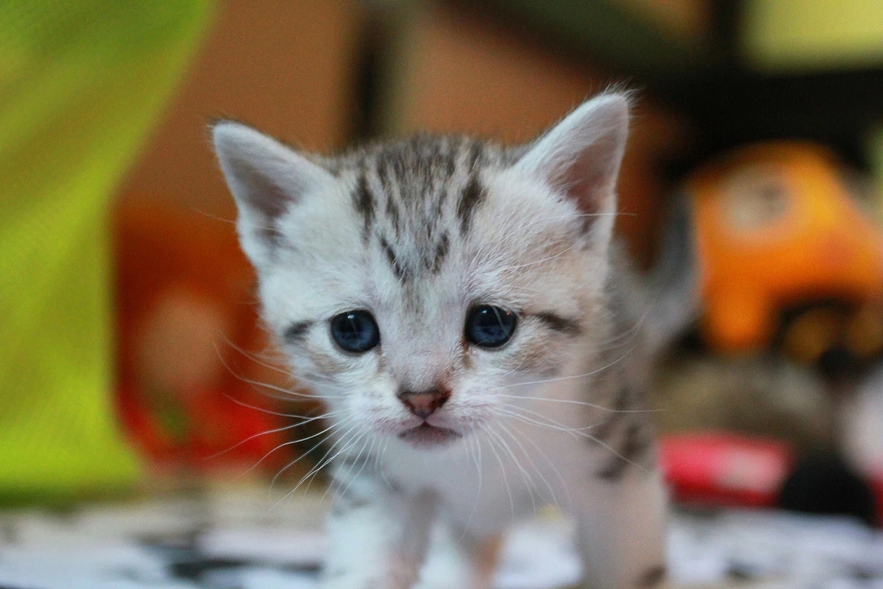 西西天生有一双下垂眼,可怜巴巴的小样