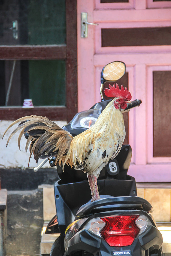 不一样的龙目岛