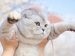 寵物寫真丨“ 今 日 被 迫 接 待 人 類 ”