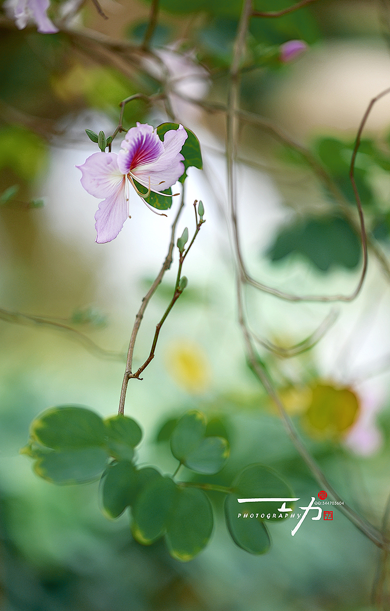 紫荊花（图ZMTkzNTUyMzc2） - 风光摄影 - 站酷设计师阿功人像原创素材 - 站酷ZCOOL