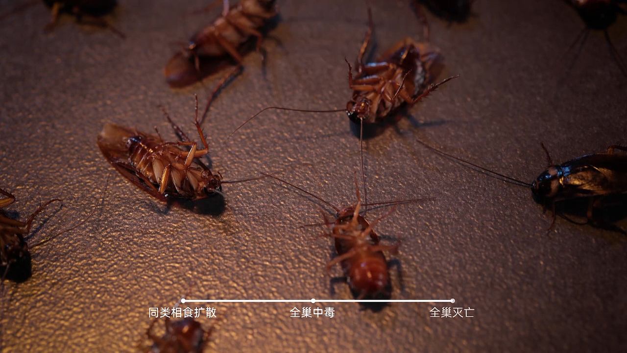 多多灭蟑螂药-全屋剿灭杀蟑饵剂