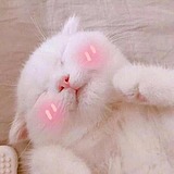 南杏仁的头像