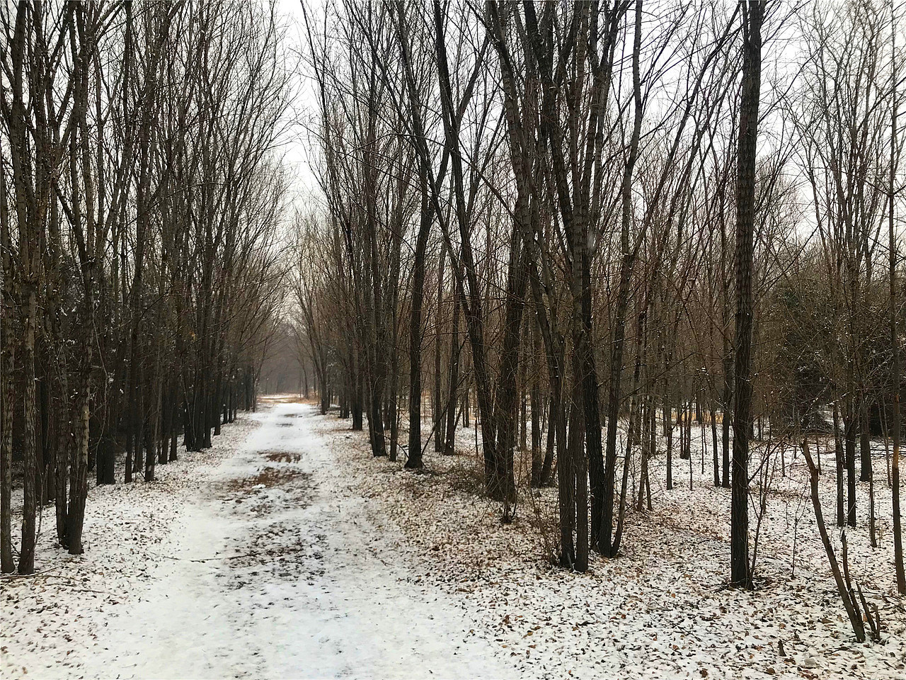 刘勇良手机纪实摄影:春雪