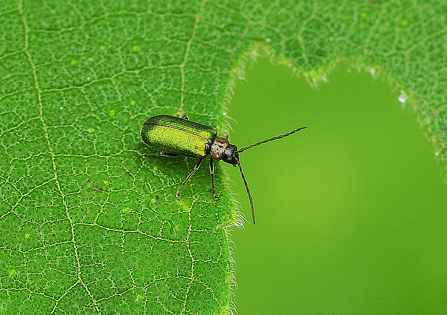 爱一切可爱之物——身边的精灵_i虫趣汇i-站酷zcool
