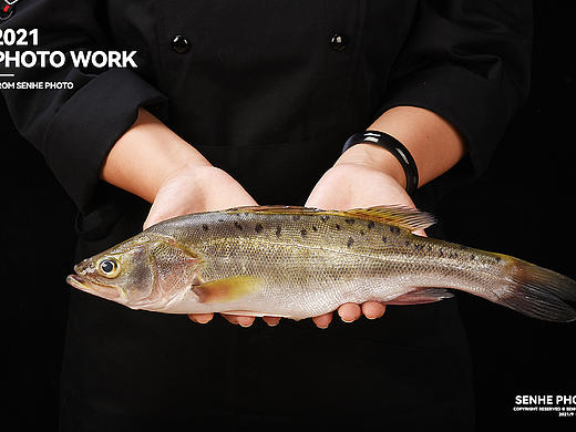 森和视觉 | 新鲜海鲈鱼拍摄