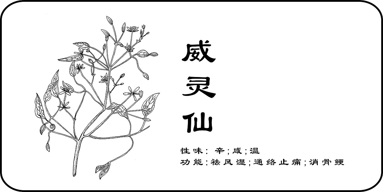 中草药手绘标示（图ZMzY3NTEyMDA=） - 创作习作 - 站酷设计师一二零七原创素材 - 站酷ZCOOL
