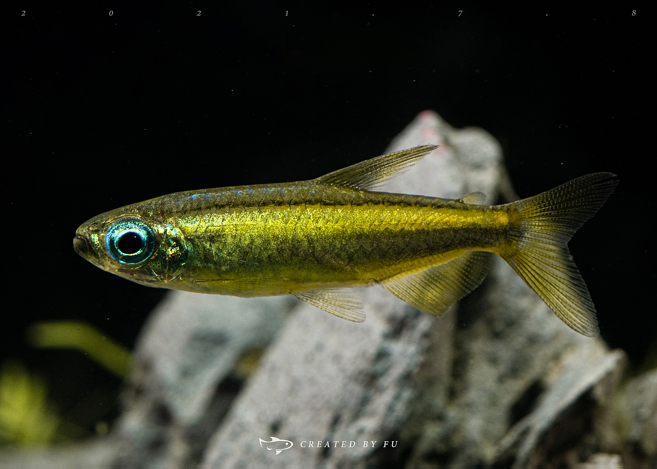 黄金二线刚果（微距摄影欣赏）-观赏鱼（图ZMjYyMjA4NDU2） - 风光摄影 - 站酷设计师甫一出现原创素材 - 站酷ZCOOL