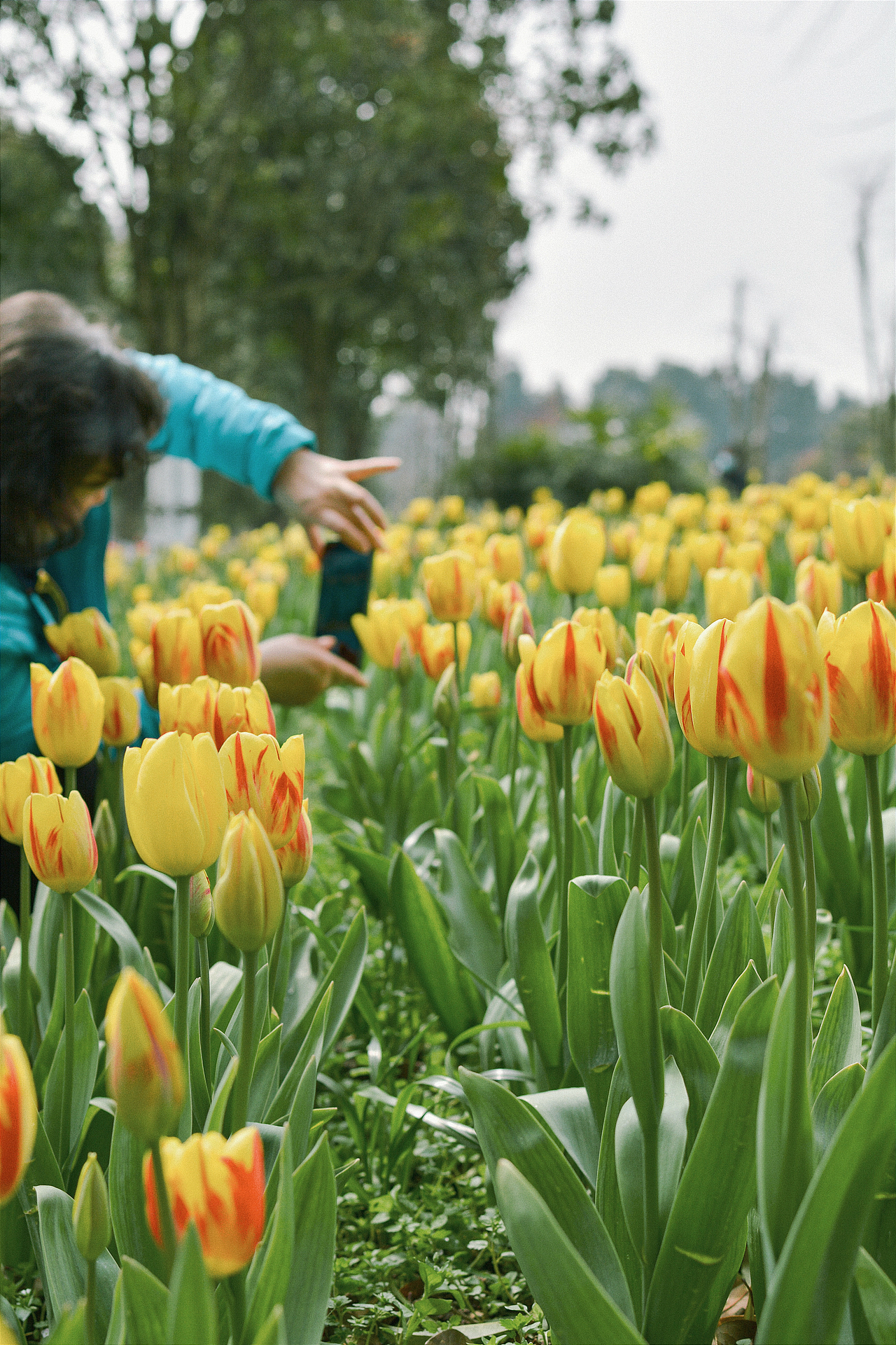 春日限定 | 郁金香