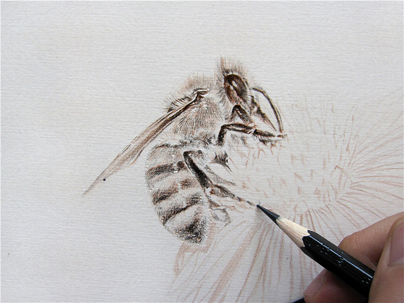 纸上彩铅-《绘虫虫》小节