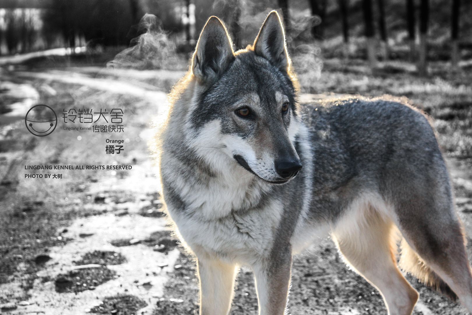 犬科动物绘制教程：狼与狗的画法 - 知乎