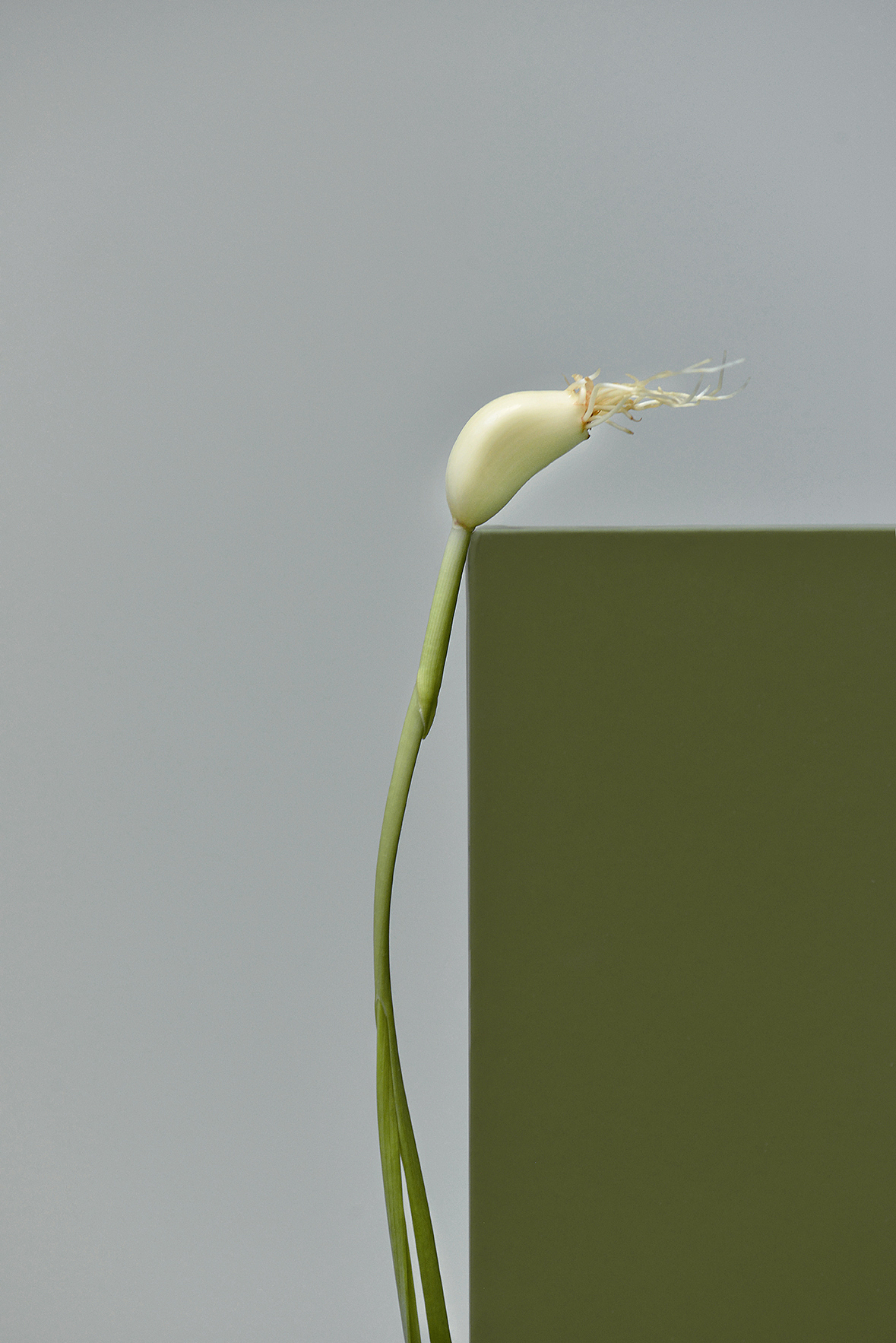 新蒜和郁金香瓜（图ZNzgxMTQ4NDQ=） - 其他摄影 - 站酷设计师YUM汤汤原创素材 - 站酷ZCOOL