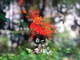 flower_for