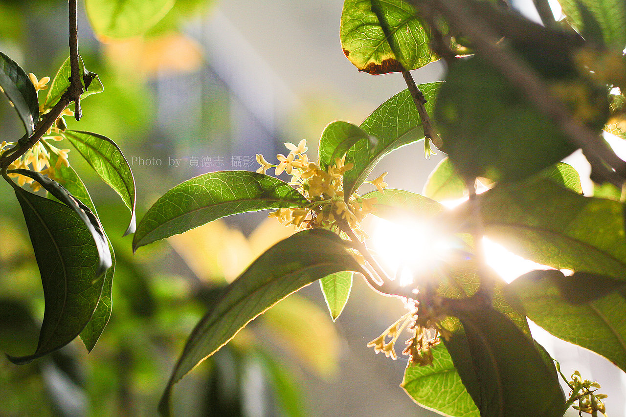 拍摄桂花（图ZMTAxMzM4MjUy） - 产品摄影 - 站酷设计师黄德志原创素材 - 站酷ZCOOL