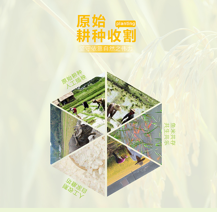 2小时搞定的五常大米详情页设计（图ZNzgzNDY4Njg=） - 电商 - 站酷设计师SugarNO1原创素材 - 站酷ZCOOL