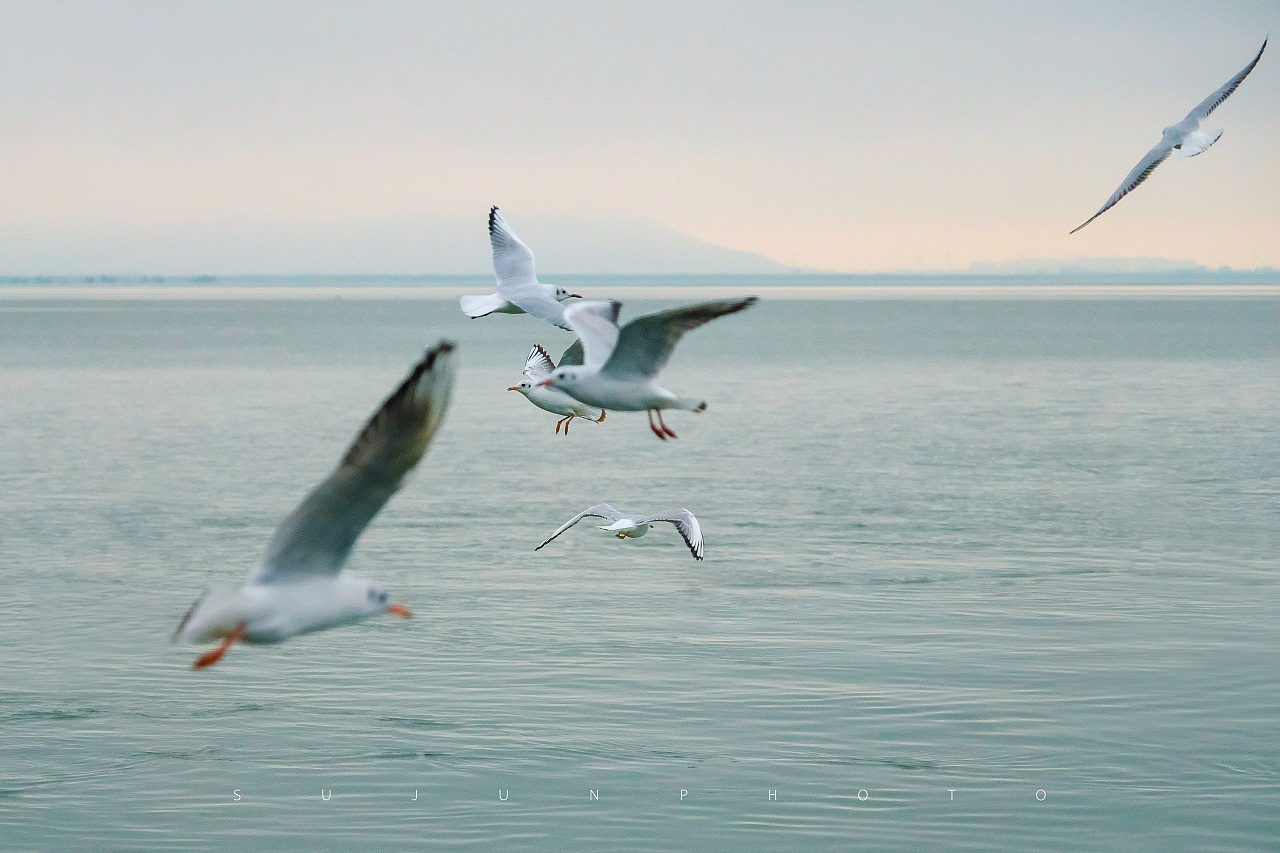 海景海鸟自然风景摄影图高清摄影大图-千库网