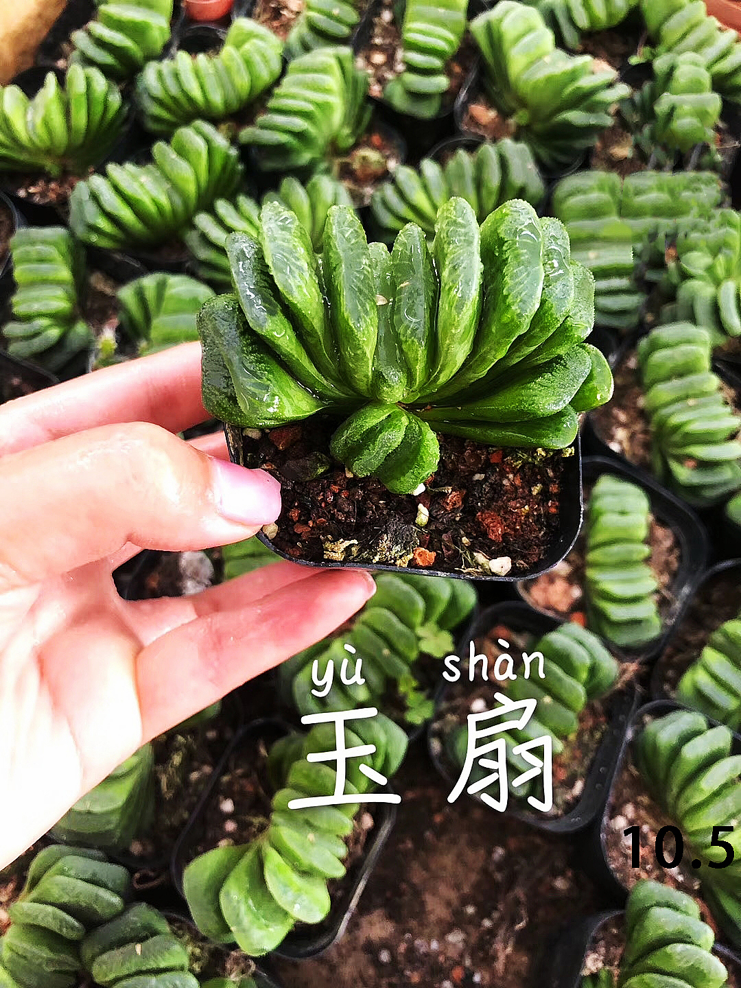 云南东南亚多肉绿植（图ZMTU1NDUxMzk2） - 产品摄影 - 站酷设计师绿植玩家原创素材 - 站酷ZCOOL