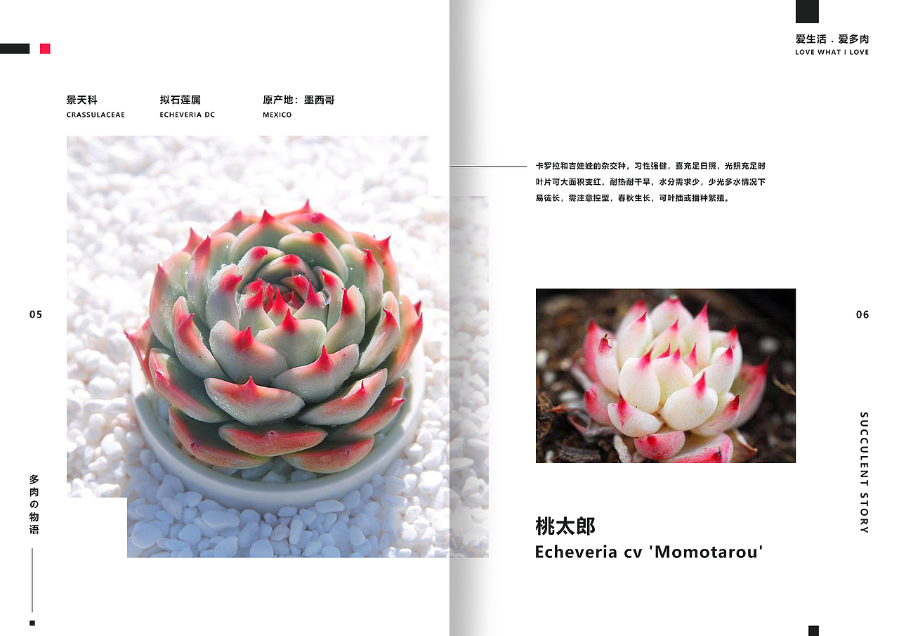 一套多肉植物画册（图ZMTgxMzI3MDI0） - 书籍/画册 - 站酷设计师湛麓原创素材 - 站酷ZCOOL