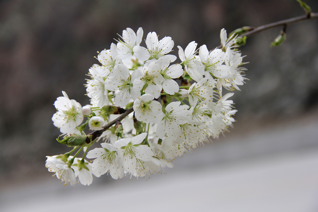 周末的早晨≈春的色彩