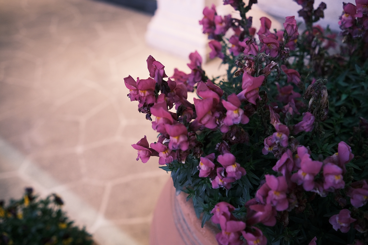 夜晚恐龙园的小角落