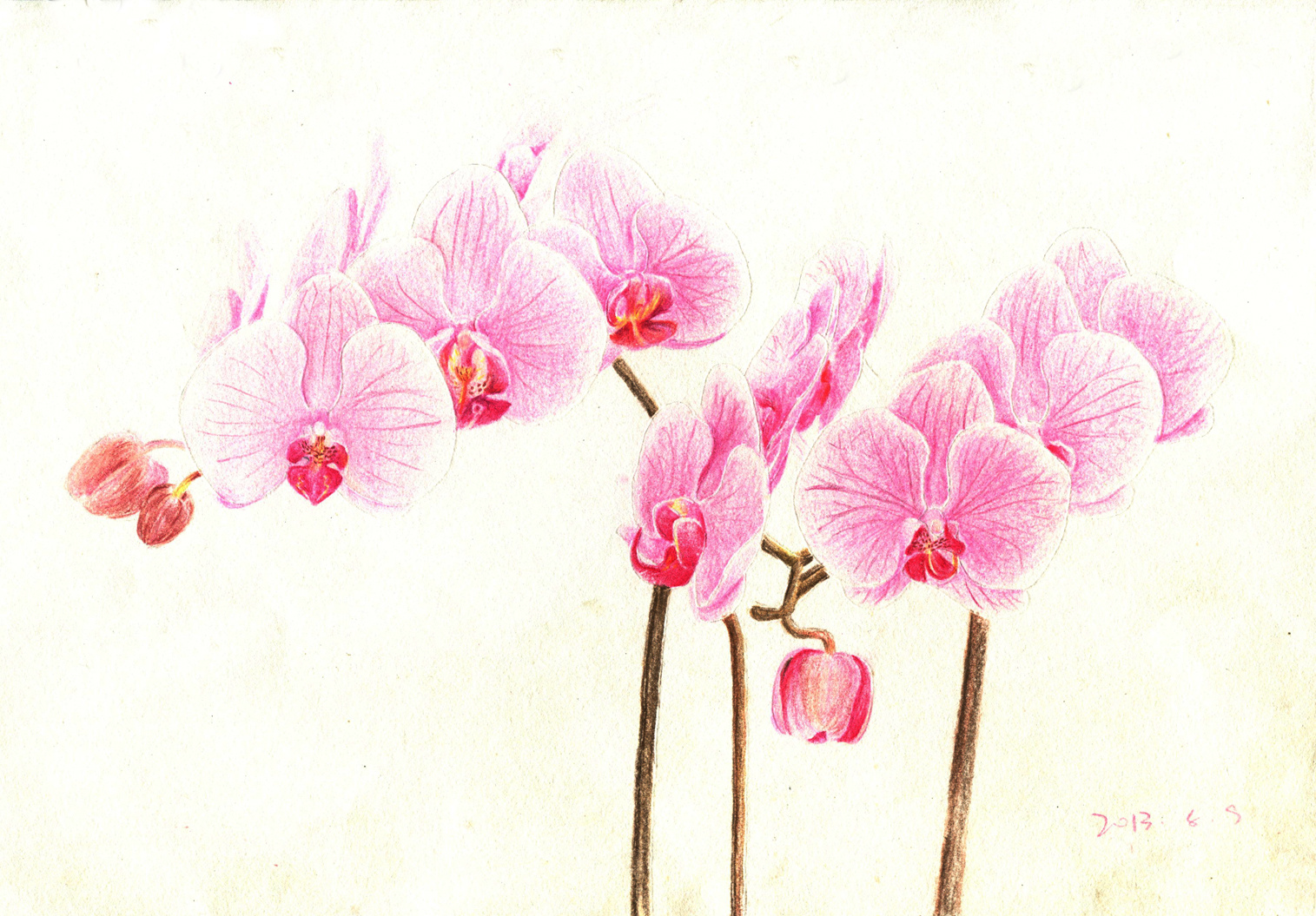 彩色铅笔手绘画 ---花4