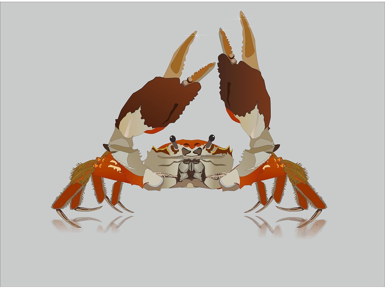 小螃蟹图片素材-编号14013651-图行天下