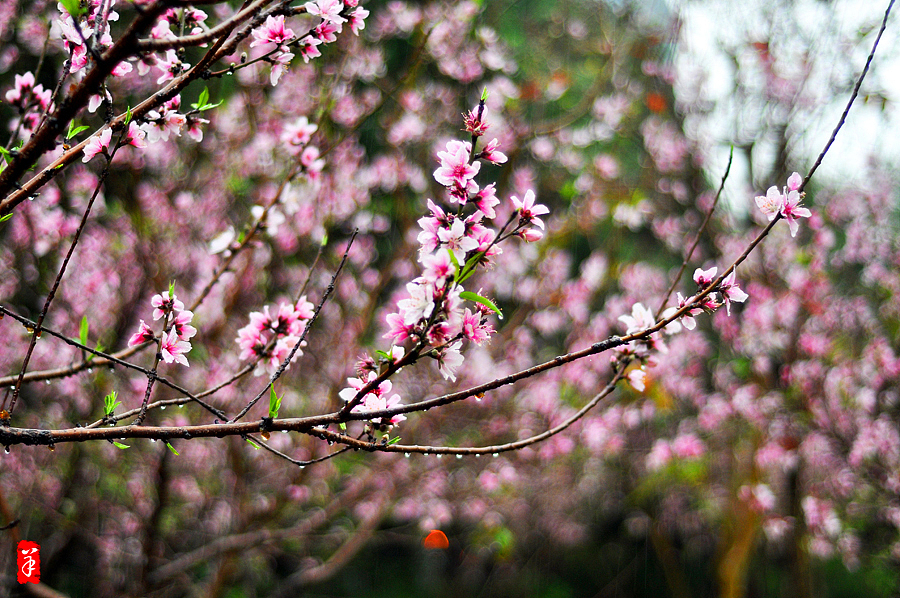 2014春·深圳大学桃花朵朵（图ZMTQwOTUwNzI=） - 风光摄影 - 站酷设计师szuedu2005原创素材 - 站酷ZCOOL