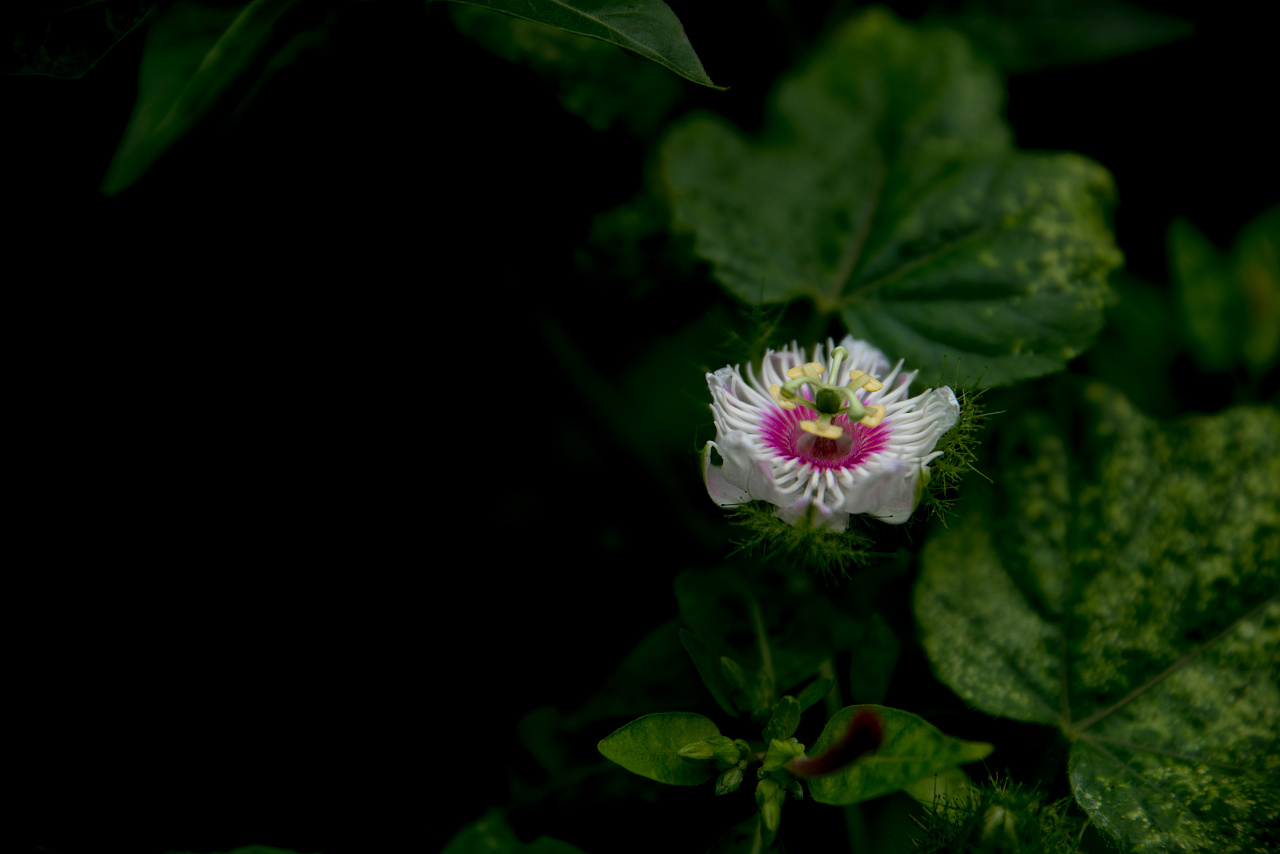 花的世界--龙珠花