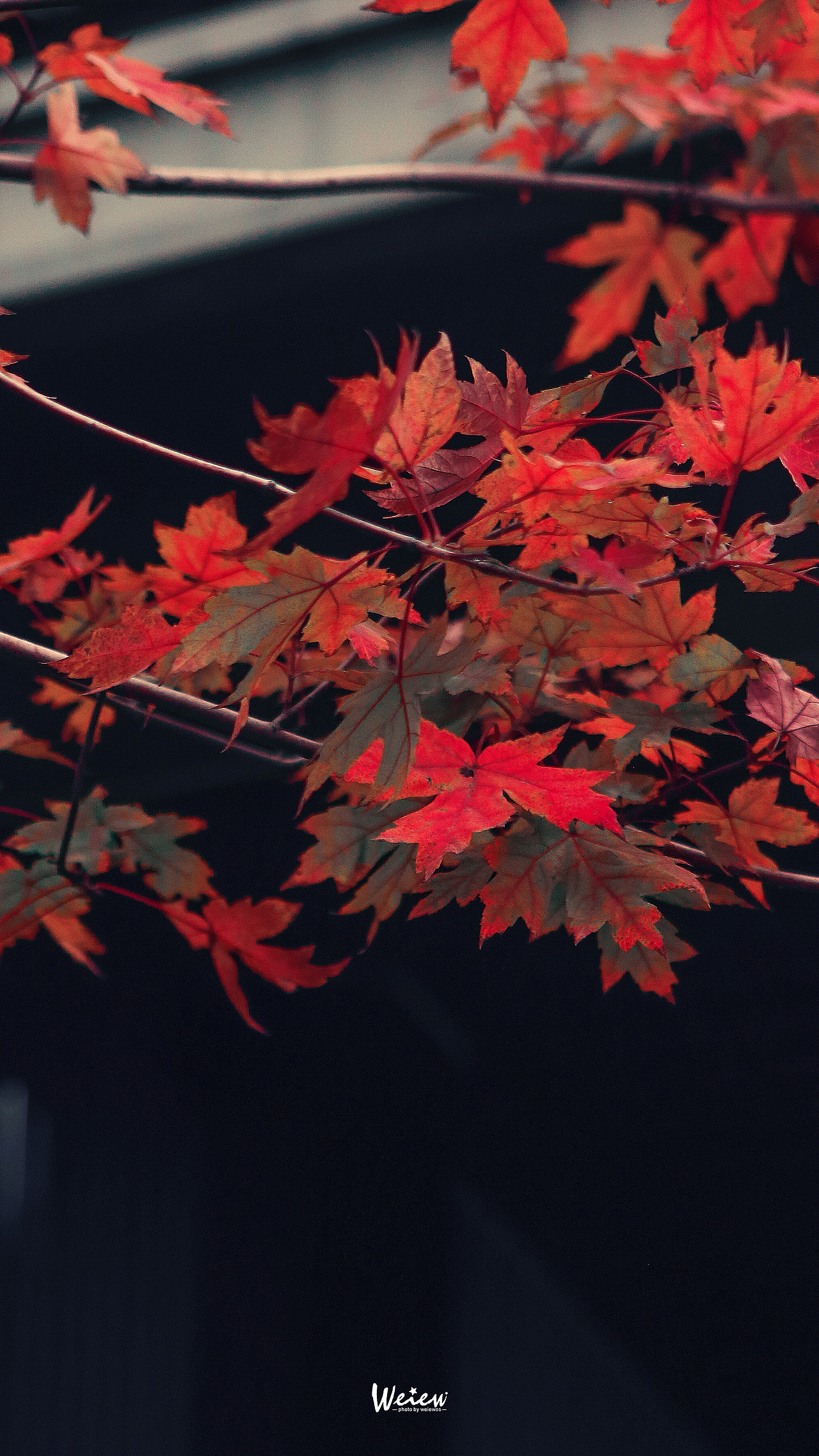 霜叶红于二月花
