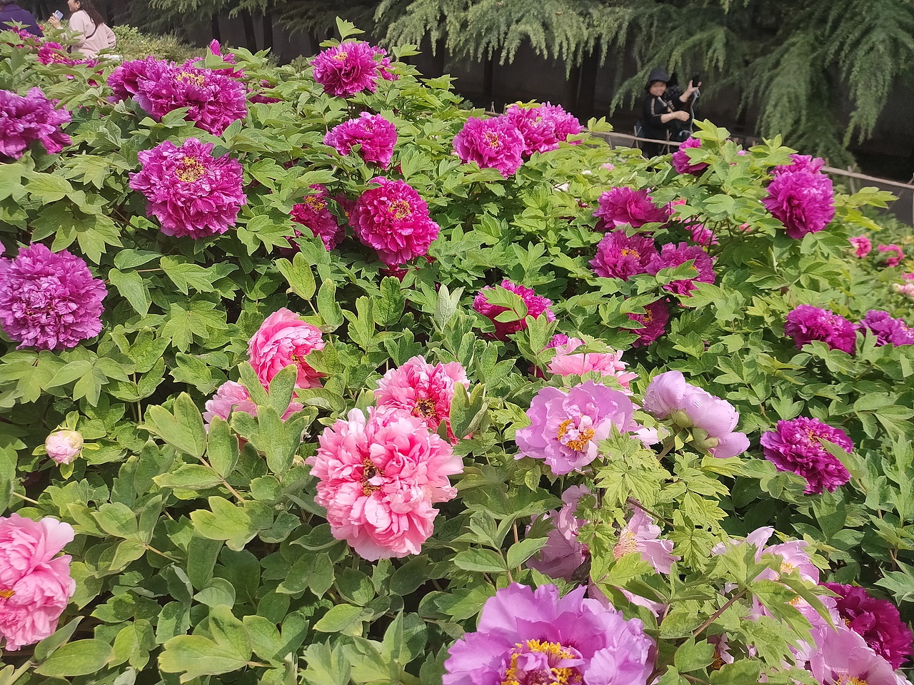 花开富贵 国色天香