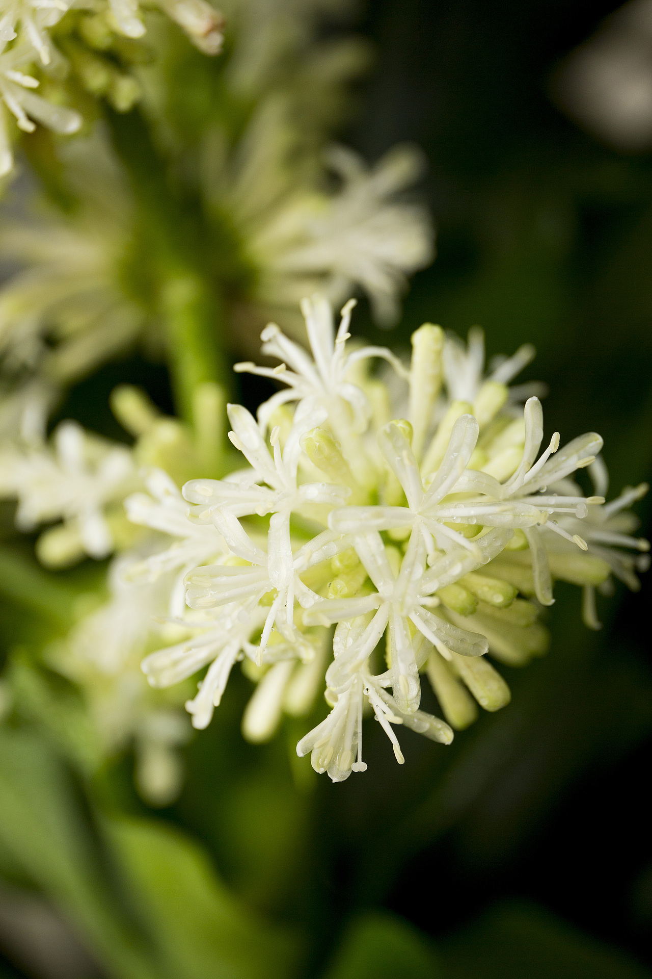 螺纹铁植物开花了