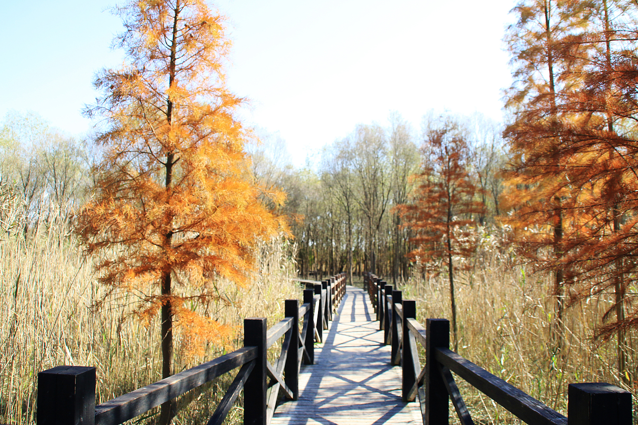 崇明西沙湿地（图ZNjUyODE0NzY=） - 风光摄影 - 站酷设计师1174337661原创素材 - 站酷ZCOOL